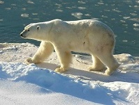 L'ours blanc - photo wikipedia